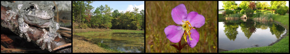 Northern gray treefrog, excavated pond, Meadow beauty, and stormwater basin 